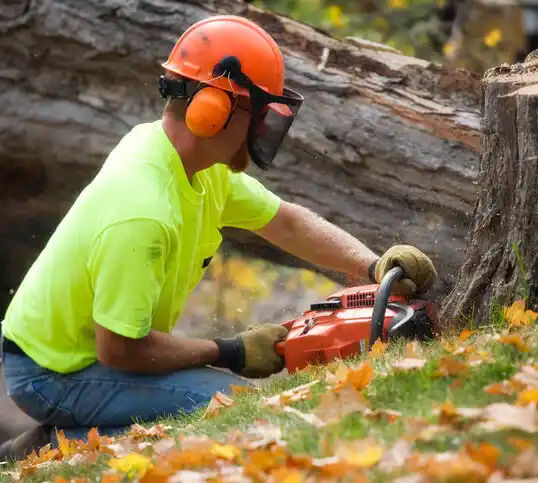 tree services Shiloh